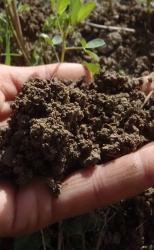 Our soil and common ground